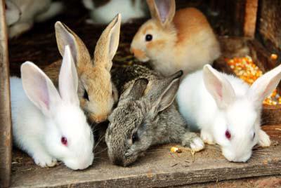 the rabbit breeding business from the ground up