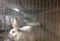 Die Zucht von Kaninchen als Unternehmen: organisieren Bauernhof. Unternehmen von Grund auf für den Anbau von Kaninchen