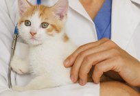 What vaccinations do to the kitten and why?