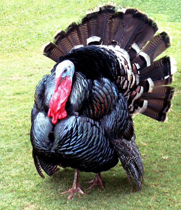 canadian turkeys breed