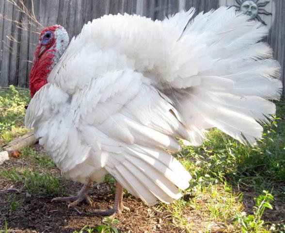 turkeys breed white chested