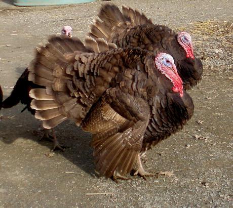 the largest breed of turkeys