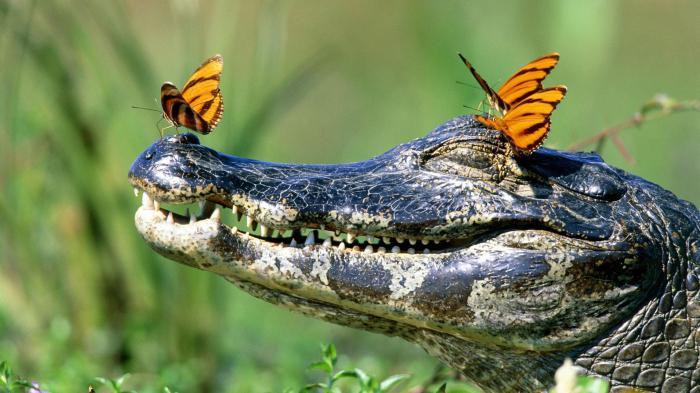 datos interesantes sobre крокодилах
