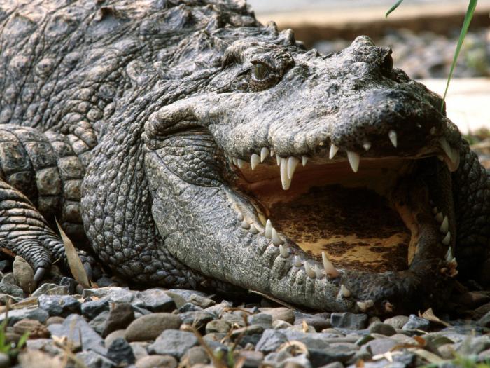  alles über Krokodile
