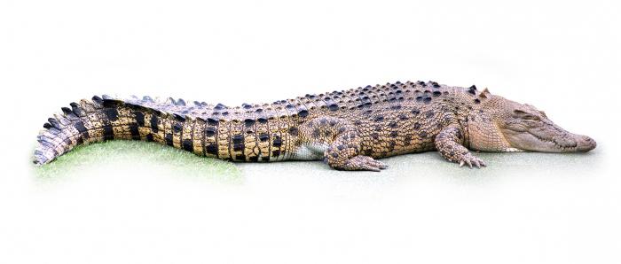 los horrores de крокодилах