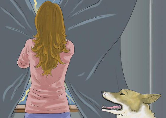 how to calm a dog
