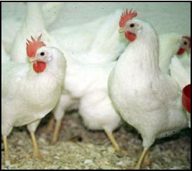 the Leghorn breed of chickens