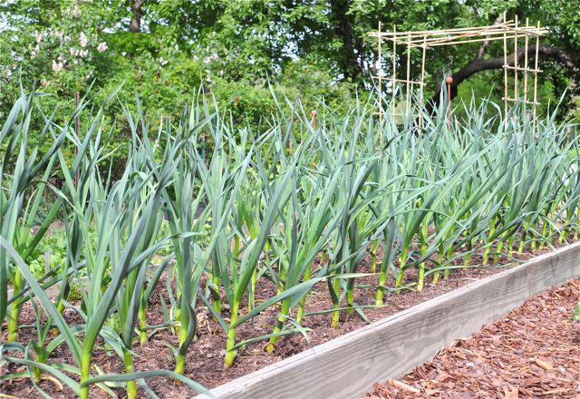 What to plant after garlic for next year