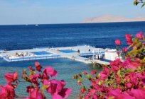 Domina Coral Bay El Sultan 5*: reviews, photos