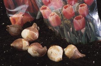 onde o armazenamento de bulbos de tulipas