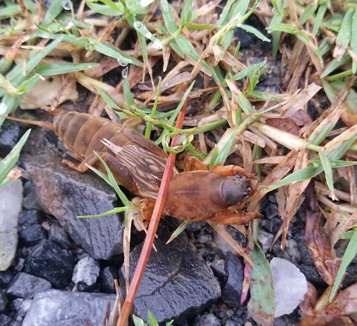 Damage from mole crickets