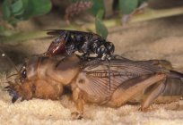 How to deal with a mole cricket in the garden?