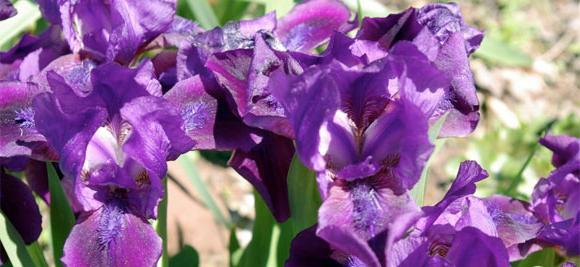 Iris bärtige Pflanzung und Pflege