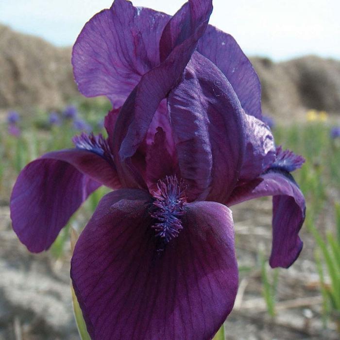 Iris bärtige Pflanzung und Pflege