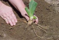 Iris barbudo: la plantación y el cuidado de