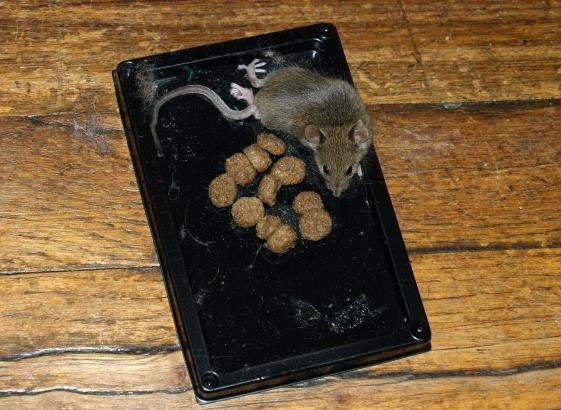 adhesive traps for mice