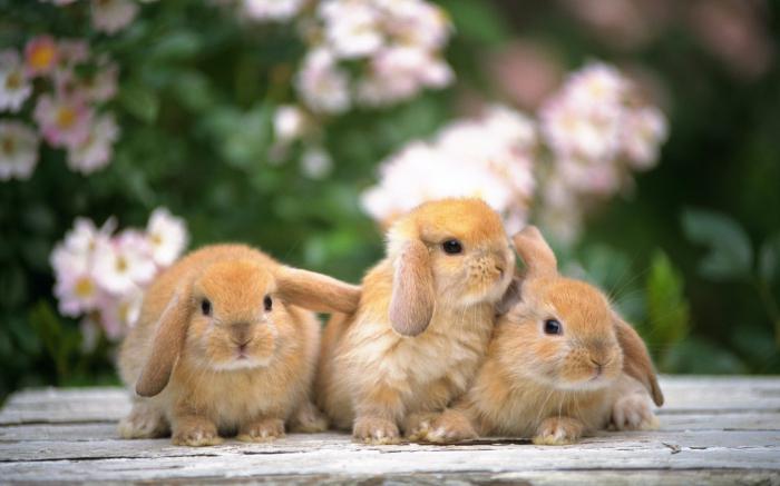 decorative rabbits