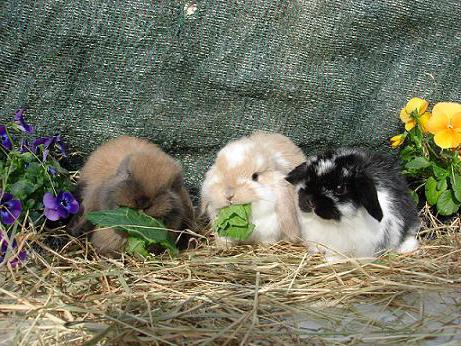rabbits breed butterfly photo