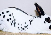 Rabbits of the butterfly breed. Decorative rabbits (photo)