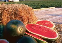 Der Anbau von Wassermelonen im Freiland: Technologie, Eigenschaften und Empfehlungen