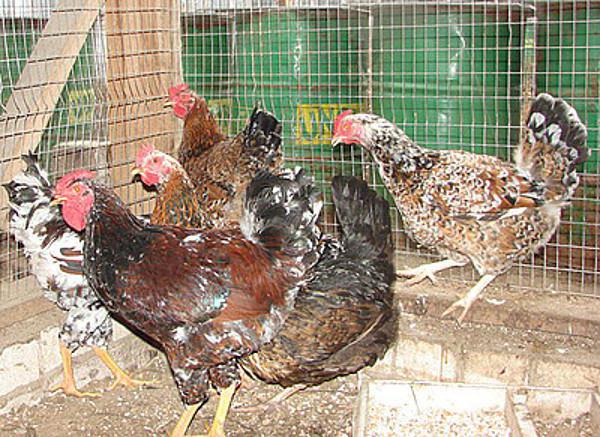 Livenskaya chickens