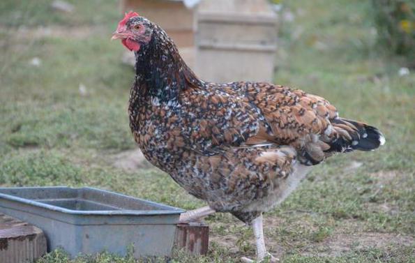 las características distintivas ливенской razas de gallinas