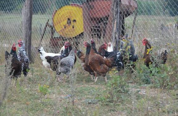 review livenskiy calico hens