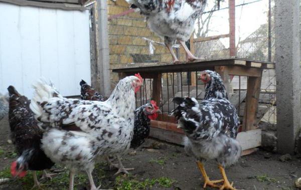 breed chickens livenskiy print photo reviews