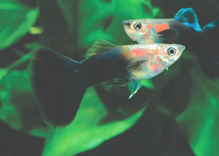 aquarium guppy fish breeding