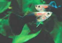 Guppy - aquarium fish: maintenance, care, reproduction