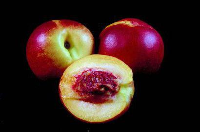 can a nursing mother nectarine