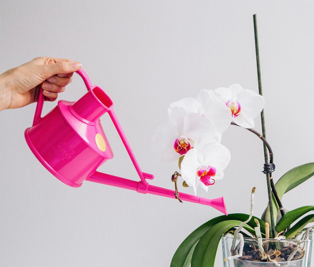 regar as plantas de orquídeas