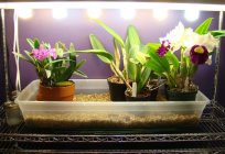 Como transplantar орхидею em casa?