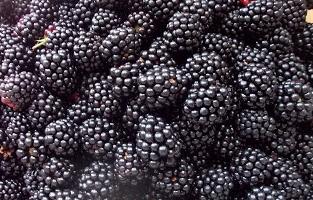 o uso do blackberry