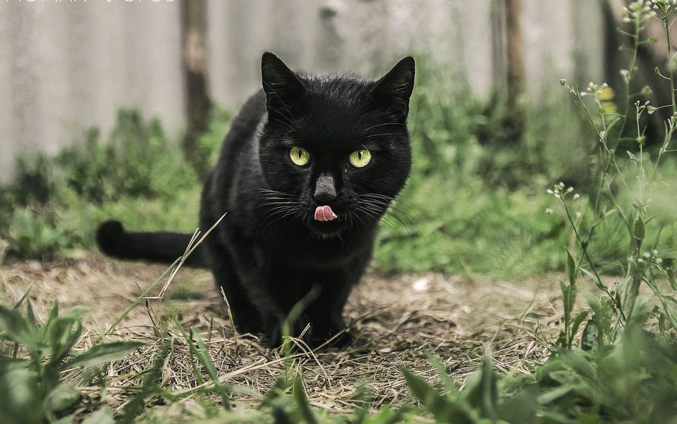 wie man die schwarze Katze
