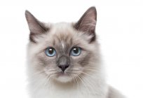 How to name your cat? Examples of nicknames