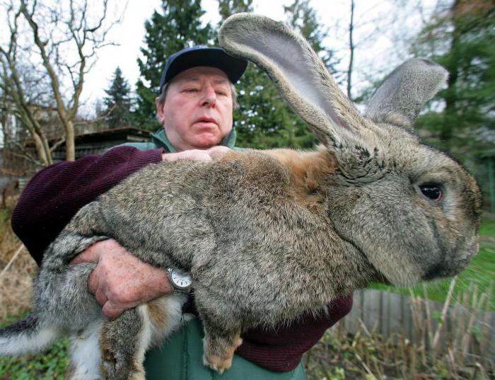Kaninchen der Rasse mit Fotos und dem Namen