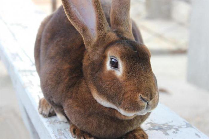 rabbits Rex breed profile