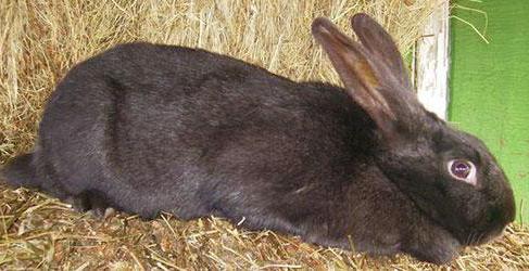 siyah ve kahverengi tavşan