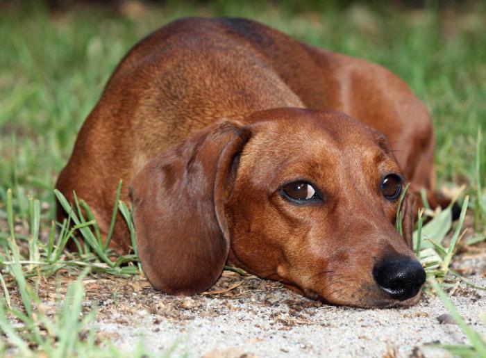 mini dachshund breed description