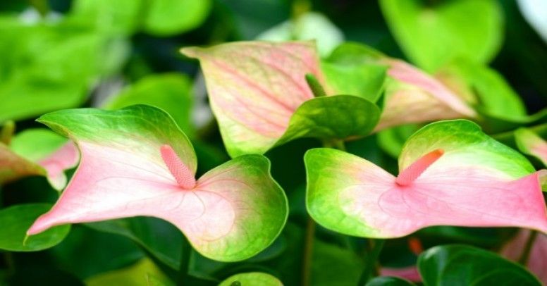 how to transplant flower Anthurium