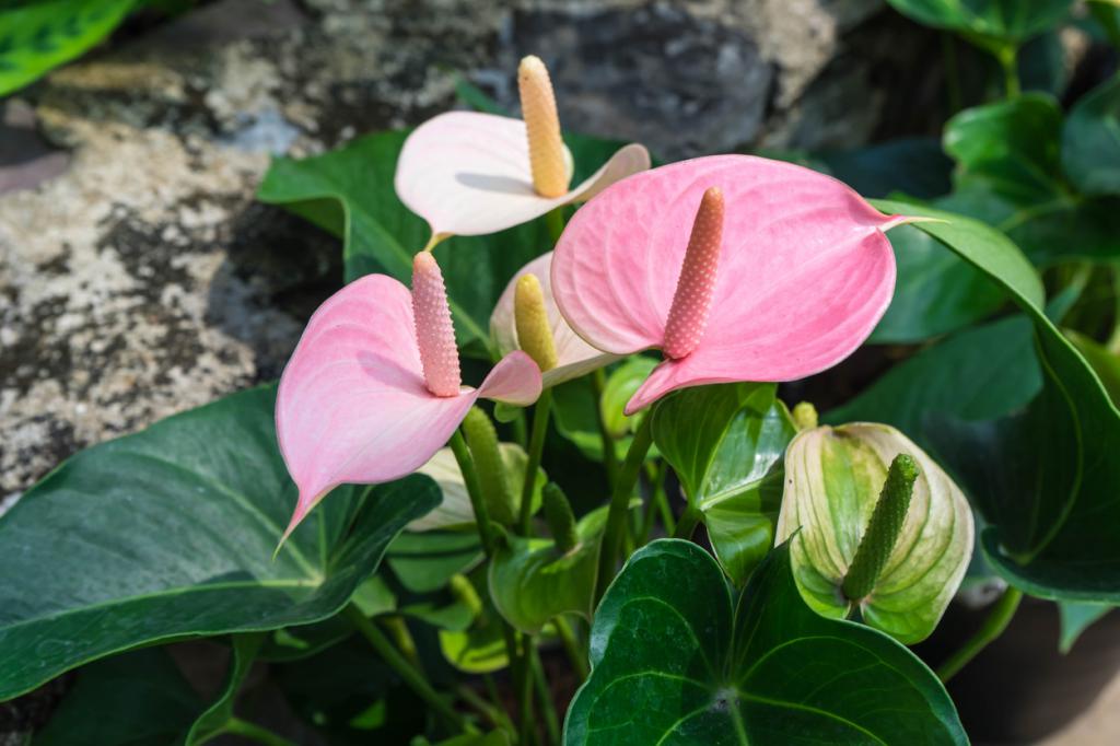 transplant a blooming Anthurium