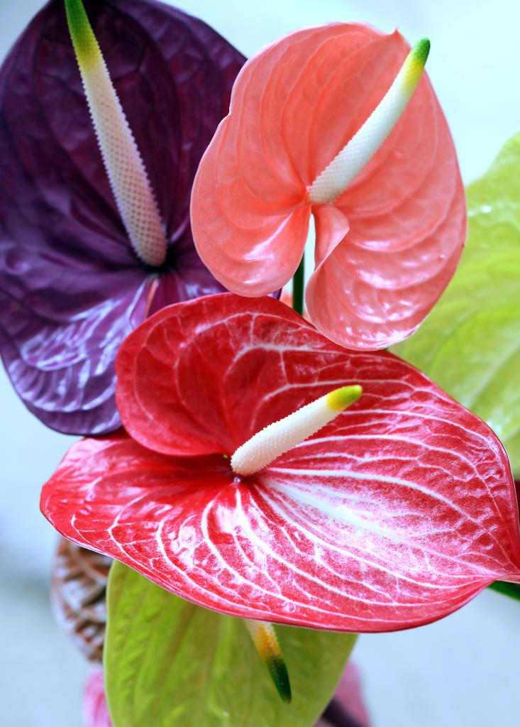 you can transplant a blooming Anthurium