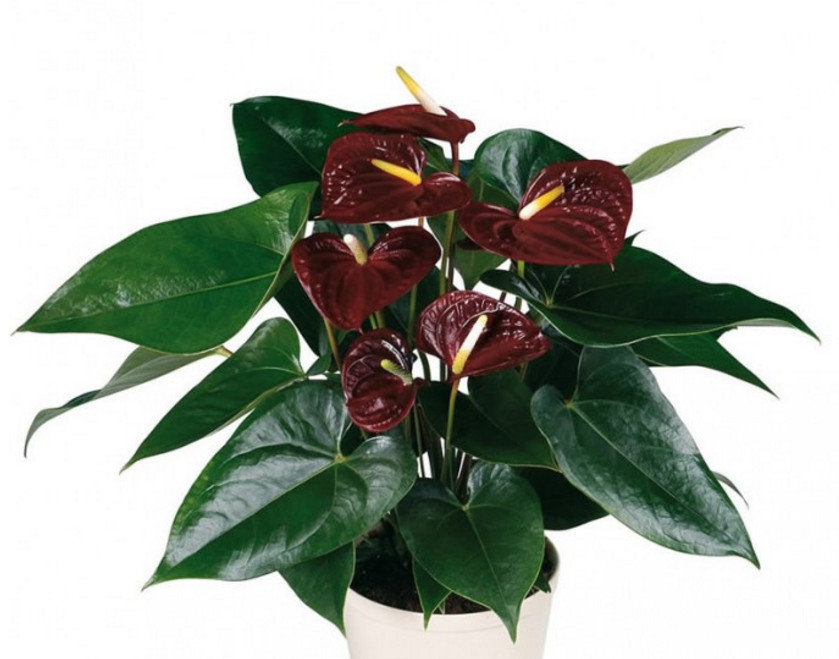 how to transplant Anthurium at home