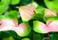 When and how to transplant Anthurium at home?