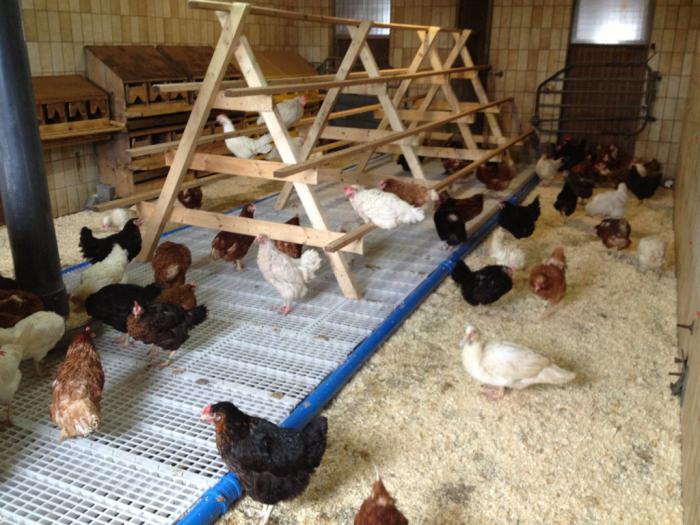 chicken coop for 20 chickens with their hands