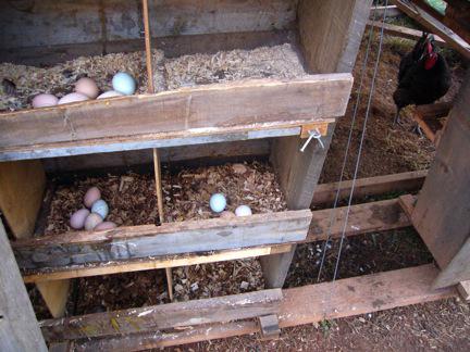 drawings of the chicken coop