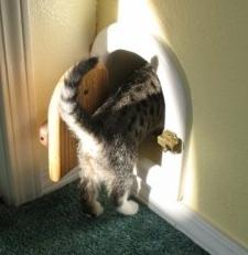 Як зробити двері для кішки