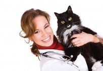 Дирофиляриоз u kotów: objawy, leczenie w warunkach domowych