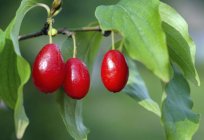 The dogwood during pregnancy: benefit or harm